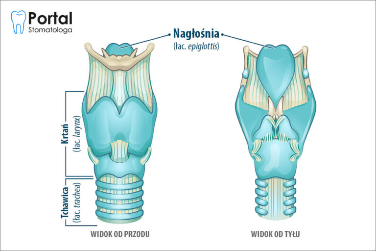 Nagłośnia (łac. epiglottis)