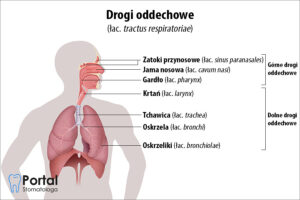Drogi oddechowe (łac. tractus respiratoriae)