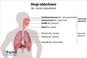 Górne drogi oddechowe