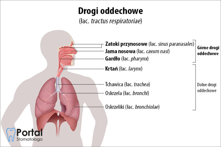 Górne drogi oddechowe