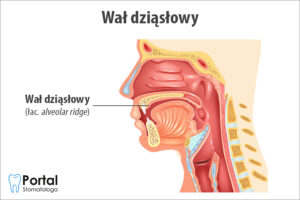 Wał dziąsłowy (łac. alveolar ridge)