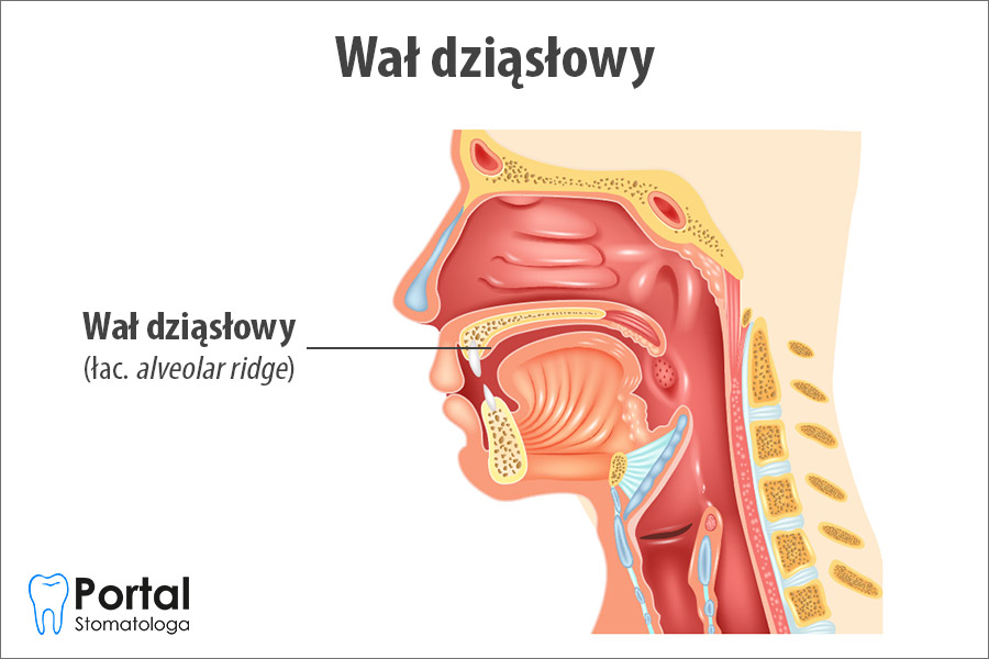 Wał dziąsłowy (łac. alveolar ridge)