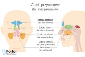 Zatoki czołowe