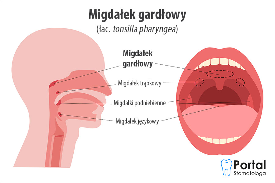 Migdałek gardłowy