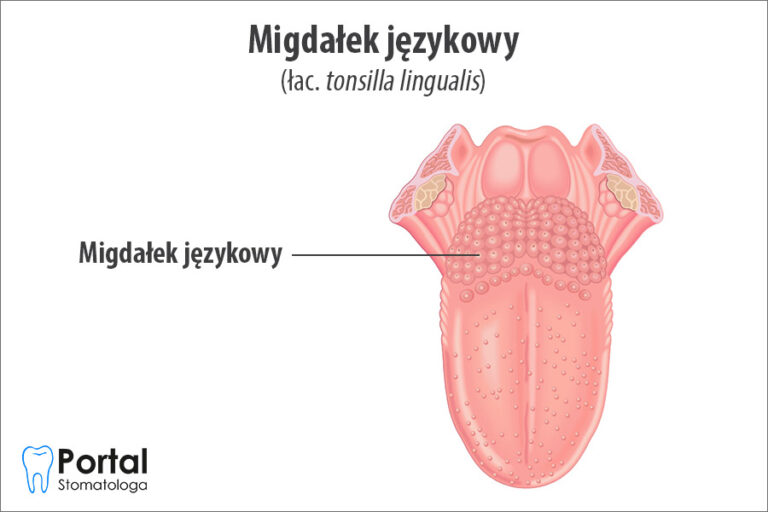 Migdałek językowy